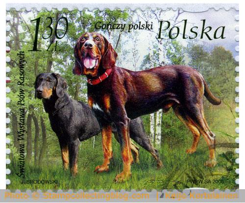 Poland 2006 - Polish foxhound Poland 2006 - Polish foxhound