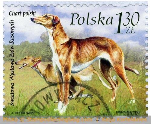 Poland 2006 - Polish greyhound Poland 2006 - Polish greyhound