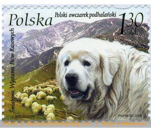Poland 2006 - Podhalan Poland 2006 - Podhalan