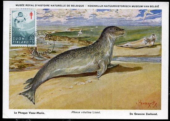 Saimaa seal on maximum card