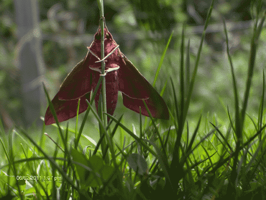 Elephant hawk-moth taking a nap on our backyard. Elephant hawk-moth taking a nap on our backyard.